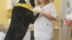 Dobrovolníci vyrazili s velikonoční nadílkou na oddělení následné péče. Foto: Klaudiánova nemocnice