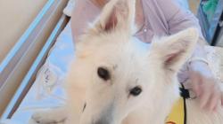 Pokud má Ami se svou paničkou Anetou volnou chvíli, zajdou za klienty oddělení následné péče v Mnichově Hradišti. Foto: Klaudiánova nemocnice