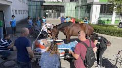 Pacienty v mladoboleslavské nemocnici navštívil kůň. Foto: Klaudiánova nemocnice