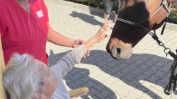 Pacienty v mladoboleslavské nemocnici navštívil kůň. Foto: Klaudiánova nemocnice