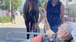 Pacienty v mladoboleslavské nemocnici navštívil kůň. Foto: Klaudiánova nemocnice