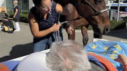 Pacienty v mladoboleslavské nemocnici navštívil kůň. Foto: Klaudiánova nemocnice