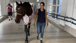 Pacienty v mladoboleslavské nemocnici navštívil kůň. Foto: Klaudiánova nemocnice