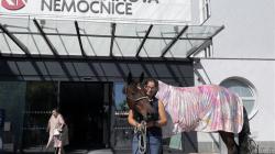 Pacienty v mladoboleslavské nemocnici navštívil kůň. Foto: Klaudiánova nemocnice