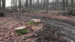 Těžba v přírodní rezervaci na Babě se musí přehodnotit, rozhodla Česká inspekce životního prostředí. Foto: ČSOP Klenice