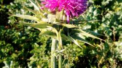 Foto: Radek Žďánský