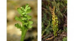 Vratička měsíční. Foto: ČSOP Klenice