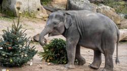 Neprodané vánoční stromky potěší zvířata mezi 27. a 29. prosincem. Sloni je dostanou po všechny tři dny, vždy v 13.15. Sledovat, jak si s nimi poradí, budou moci návštěvníci z vyhlídky poblíž výběhu vlků. Na snímku nejmladší členka stáda, tříletá slonice Lakuna. Foto: Oliver Le Que, Zoo Praha