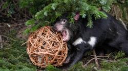 Masožraví obyvatelé Zoo Praha se budou také těšit z „nadílky u zvířat“, ačkoliv jim bude nutno vánoční enrichment zatraktivnit masitým obsahem. Na snímku pětiletá samice ďábla medvědovitého Nutmeg. Foto: Oliver Le Que, Zoo Praha