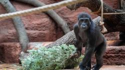 Nadílka u zvířat potěší zvířata nejen ve výbězích, ale i ve vyhřívaných pavilonech. Např. v Rezervaci Dja budou moci návštěvníci sledovat gorily se stromečky z pohodlného hlediště. Na snímku sedmiletý samec gorily nížinné Ajabu. Foto: Petr Hamerník, Zoo Praha