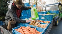 Dárky pro zvířata v podobě mrkví, jablek či neslazeného suchého pečiva mohou lidé přinášet k hlavnímu vchodu do Zoo Praha ode dneška až do 26. prosince. Dárci dorazivší na Štědrý den dostanou navíc od zástupců zoo za dárek pro zvířata drobnou odměnu. Foto: Petr Hamerník, Zoo Praha