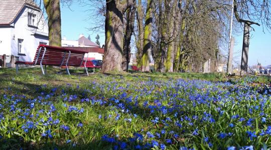 Cestu kaštankou zpříjemňuje koberec modrých květů. Její okolí čeká úprava