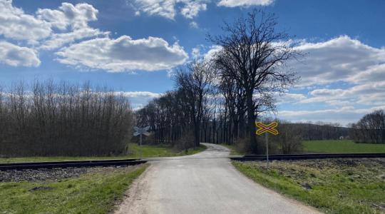 Jasanová alej u Bakova byla napadena lýkohubem a musí být vykácena. Foto: město Bakov nad Jizerou
