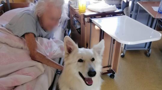 Pokud má Ami se svou paničkou Anetou volnou chvíli, zajdou za klienty oddělení následné péče v Mnichově Hradišti. Foto: Klaudiánova nemocnice