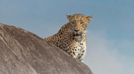 Proč jsou leopardi často na skalách? Jsou opice opravdu drzé? Dozvíte se na cestovatelské přednášce v Bosni