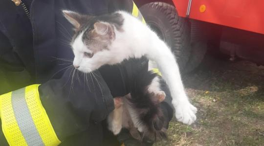 Kočka ve Veselé se dva dny nedokázala dostat ze stromu. Zachránili ji hasiči. Foto: HZS Středočeského kraje