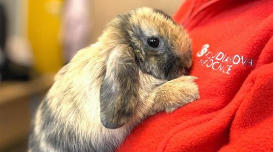 Dobrovolníci rozšiřují zooterapii. Králík Ládík potěší i pacienty v Hradišti