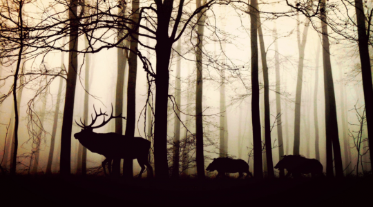 V sobotu pozor při vstupu do lesů v okolí Podolí. Myslivci pořádají naháňku. Ilustrační foto: fotobanka pixabay.com