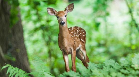 Středočeský kraj zve na myslivce a další zájemce na seminář o péči o zvěř a její prostředí. Ilustrační foto: fotobanka pixabay.com