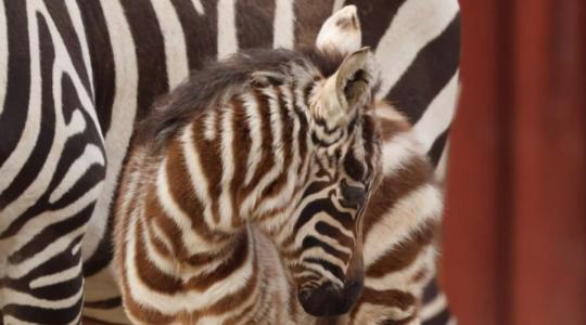 V Zoo Liberec přišlo na svět mládě vzácné zebry bezhřívé, jednoho z nejvíce ohrožených zvířat naší planety. Foto: Marta Doležalová