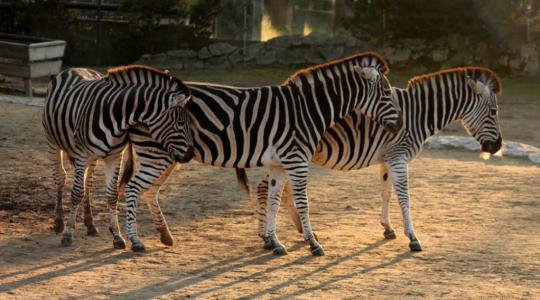 Zebry Chapmanovy. Foto: Zoo Liberec