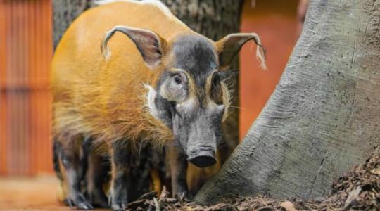 Vánoce v Zoo Praha: Zlatá prasátka a vstup za korunu
